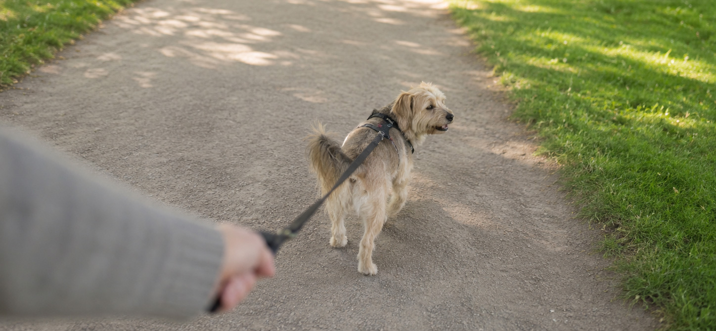 Promenade d'un chien dans un parc